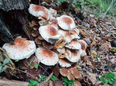 A - nie je v datab&aacute;ze