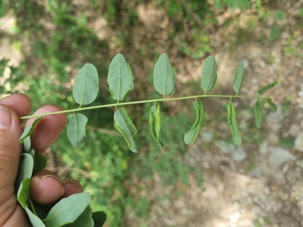 Byľomor ag&aacute;tov&yacute;