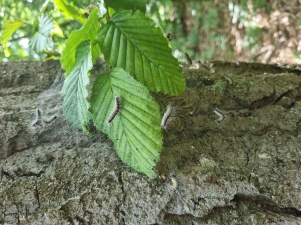 Priadkovček dubov&yacute;