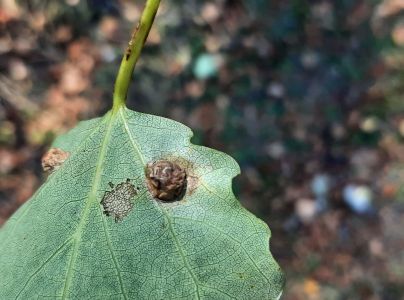 A - nejednoznačne určen&yacute;, nie sme si ist&iacute;