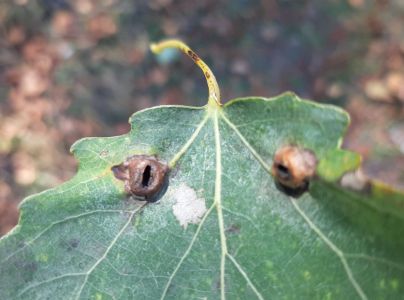 A - nejednoznačne určen&yacute;, nie sme si ist&iacute;