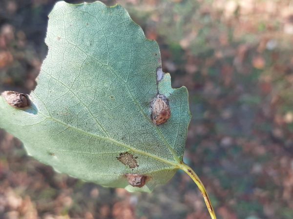 A - nejednoznačne určen&yacute;, nie sme si ist&iacute;