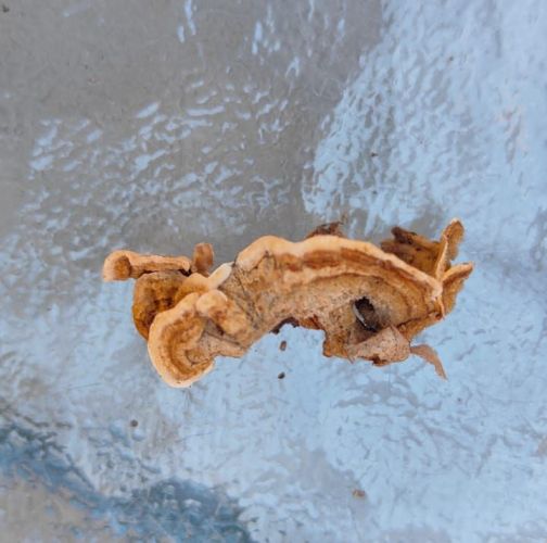 Miroslava Horáková 