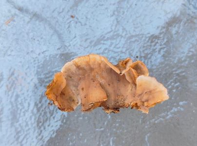 Pevn&iacute;k chlpat&yacute;