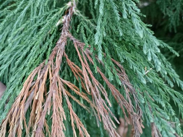 A - nejednoznačne určen&yacute;, nie sme si ist&iacute;