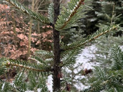 A - nie je v datab&aacute;ze