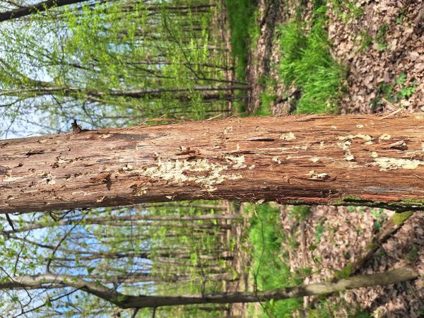 P&iacute;lovka Xiphydria longicollis