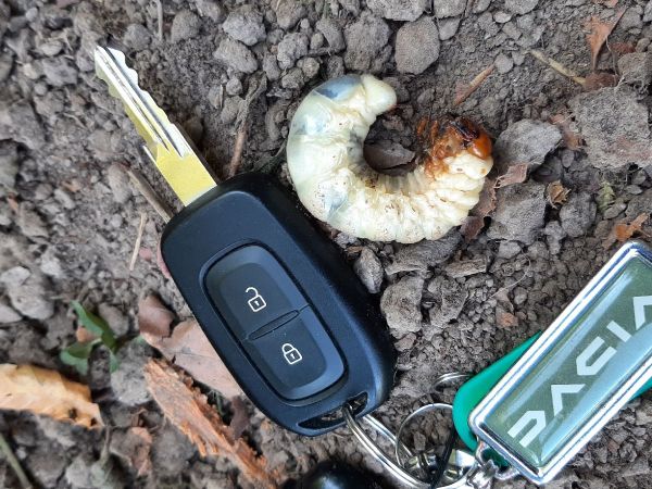 Roh&aacute;č obyčajn&yacute; 