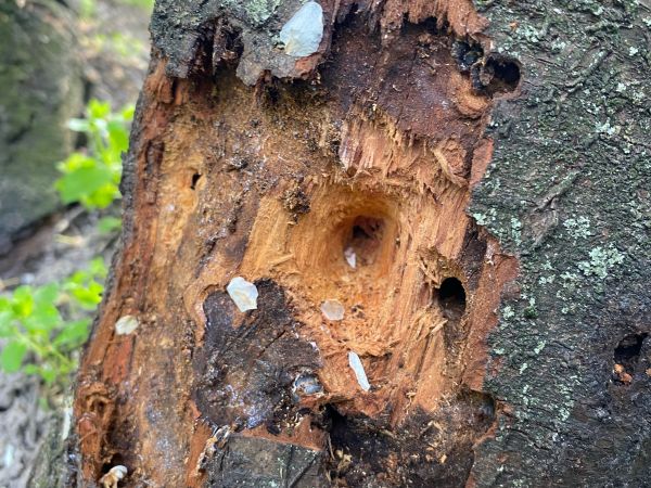 A - nejednoznačne určen&yacute;, nie sme si ist&iacute;