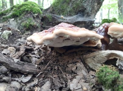 A - nie je v datab&aacute;ze