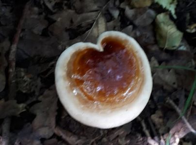 A - nie je v datab&aacute;ze