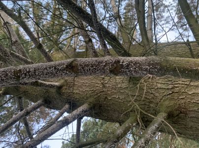 K&ocirc;rovnica vejmutovkov&aacute;