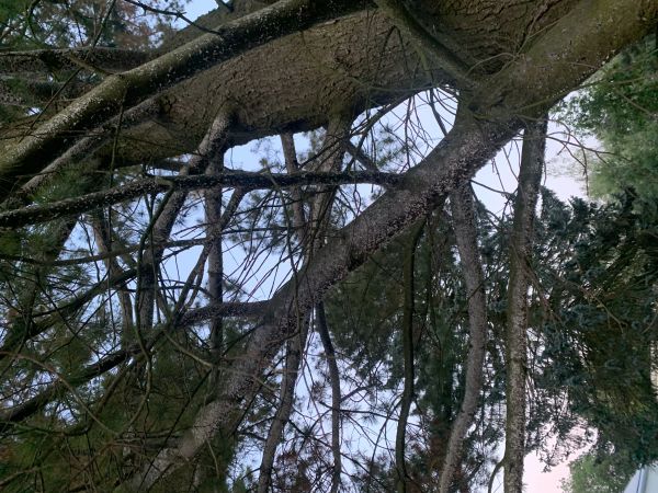 K&ocirc;rovnica vejmutovkov&aacute;