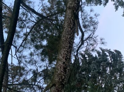 K&ocirc;rovnica vejmutovkov&aacute;