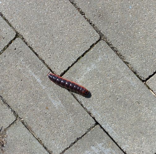 Slávka Chrachalová 