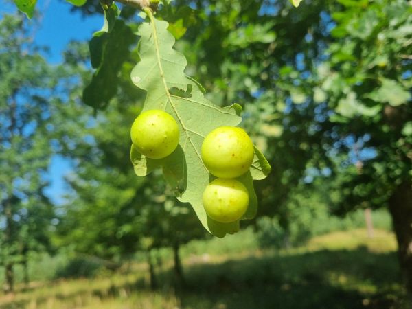 Hrčiarka listov&aacute;