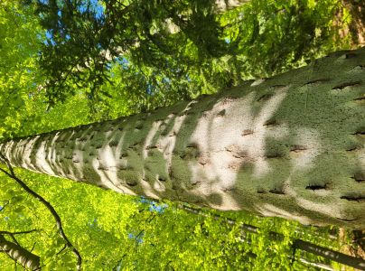 Lykožr&uacute;t bukov&yacute;