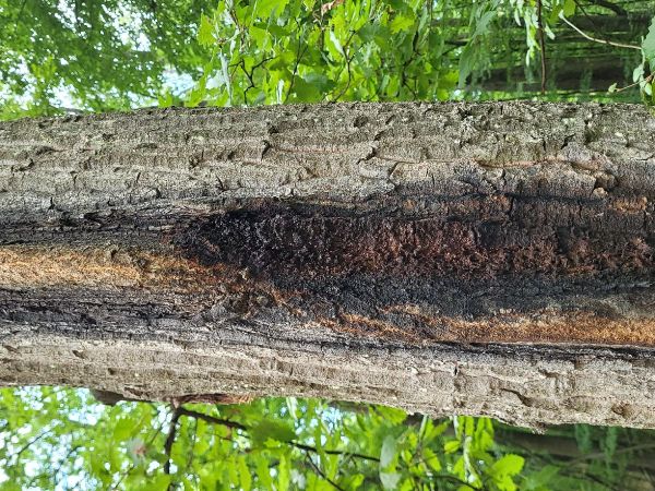 Ak&uacute;tne hynutie dubov