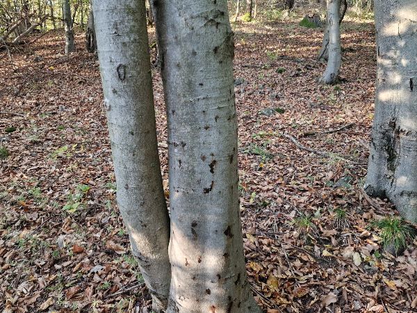 Lykožr&uacute;t bukov&yacute;