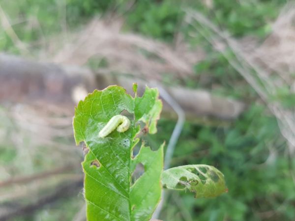 Piadivka jesenn&aacute;