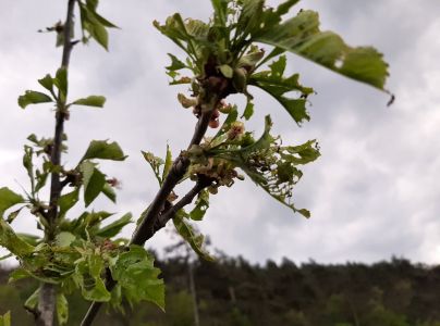 Piadivka jesenn&aacute;