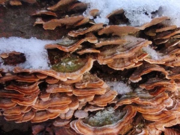 Tr&uacute;dnikovec pestr&yacute;