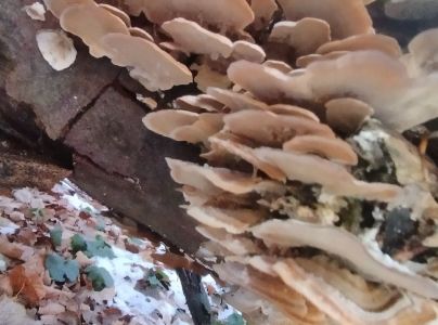 Tr&uacute;dnikovec pestr&yacute;