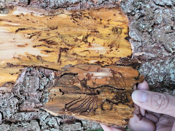 Lykožr&uacute;t smrekov&yacute;