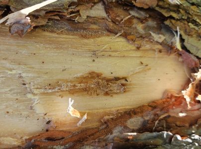 Lykožr&uacute;t borovicov&yacute; 