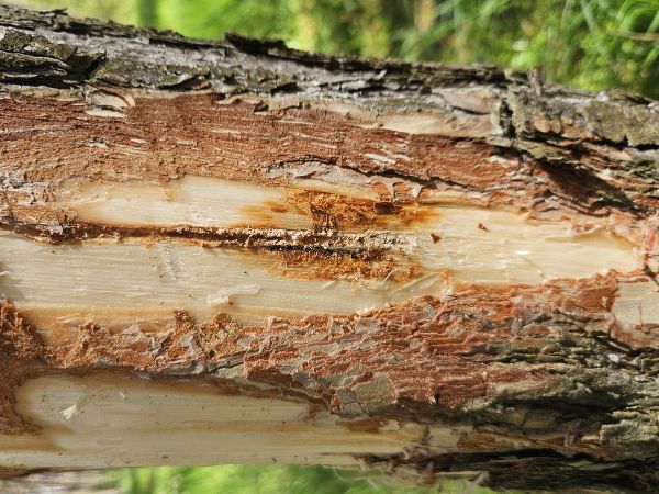 Lykožr&uacute;t borovicov&yacute; 