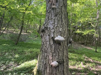 Pr&aacute;chnovec kopytovit&yacute;