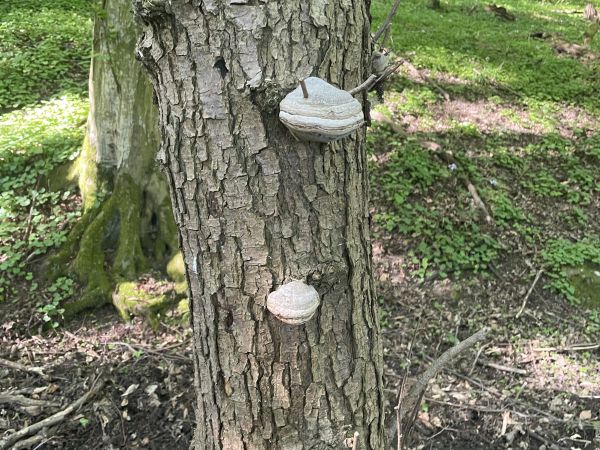 Pr&aacute;chnovec kopytovit&yacute;