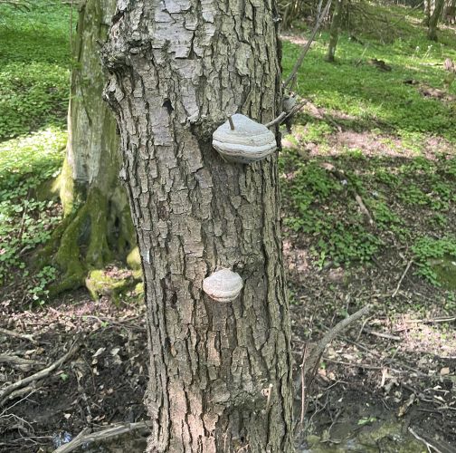  Vladimír Šalgovič