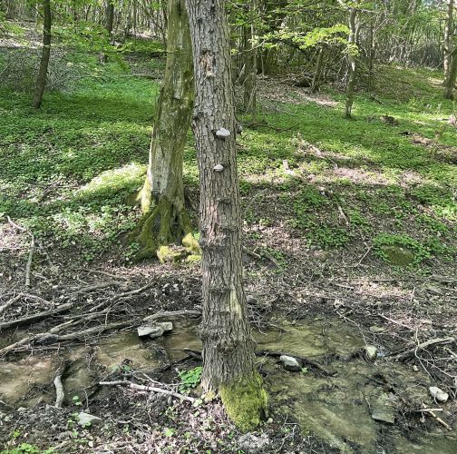  Vladimír Šalgovič