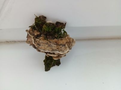 Sivop&oacute;rovka tmav&aacute;