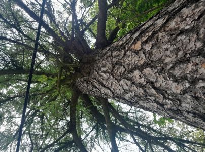 A - nejednoznačne určen&yacute;, nie sme si ist&iacute;