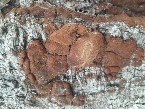 A - nejednoznačne určen&yacute;, nie sme si ist&iacute;