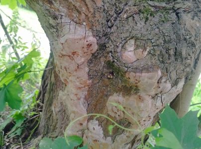 Ohňovec hrdzavohned&yacute;