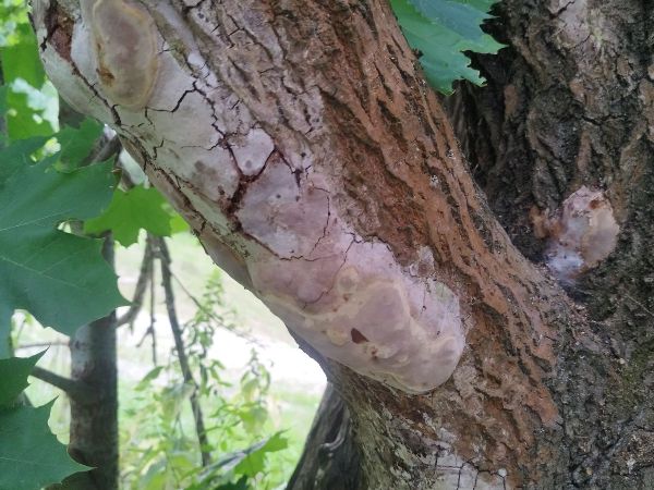 Ohňovec hrdzavohned&yacute;