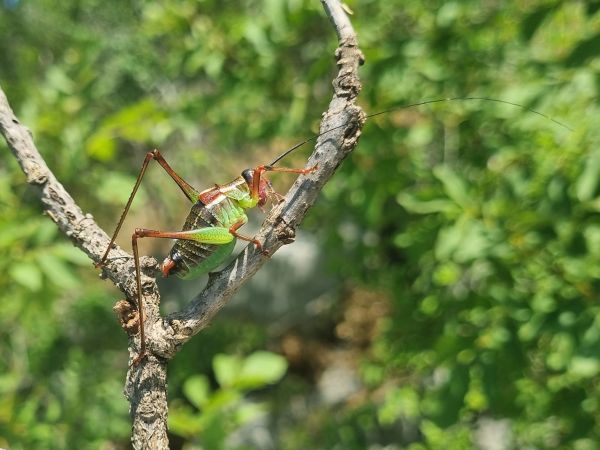 Kobylka Barbitistes yersini