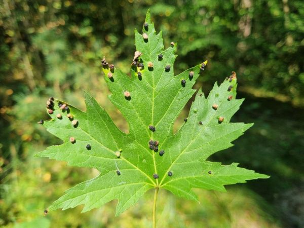 Vlnovn&iacute;k &scaron;tvornoh&yacute;