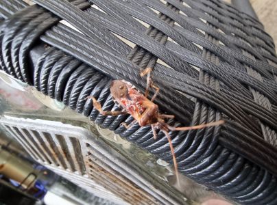 Obrubnica americk&aacute;