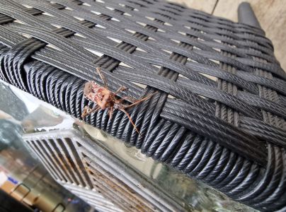 Obrubnica americk&aacute;