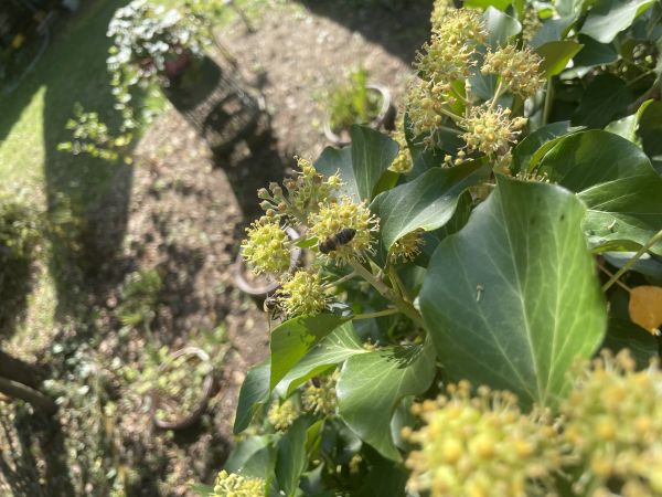 A - nejednoznačne určen&yacute;, nie sme si ist&iacute;