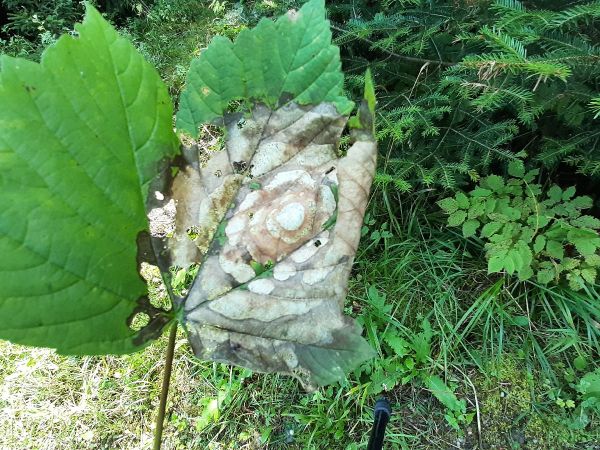 Huba Petrakia echinata