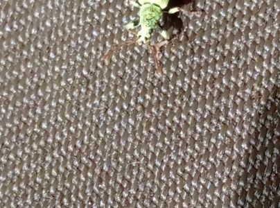 Nos&aacute;niky Phyllobius a Polydrusus