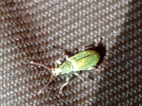 Nos&aacute;niky Phyllobius a Polydrusus