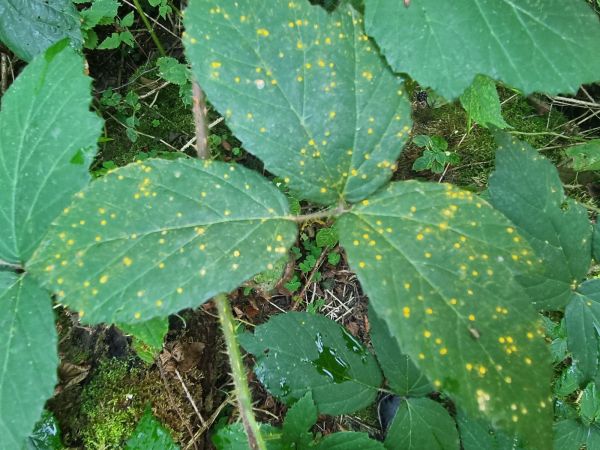 Hrdza ostružinov&aacute;