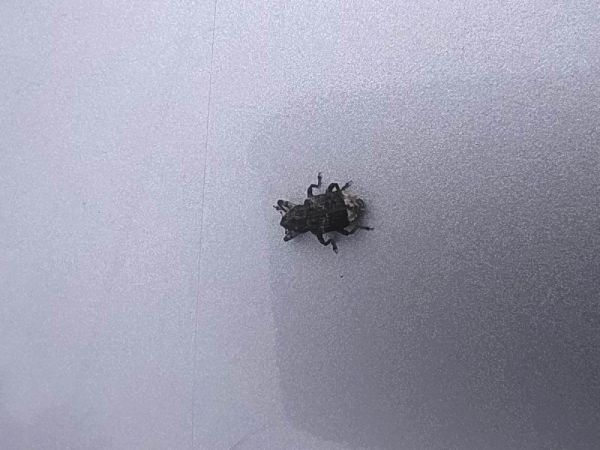 Krytonos jel&scaron;ov&yacute;