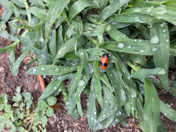 Vrbin&aacute;r hladk&yacute;